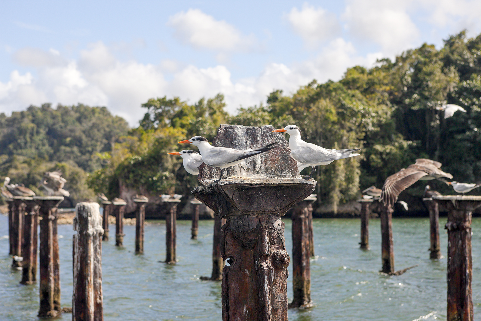 Los Haitises Katamaran, kajak i quad do wodospadu Yanigua z Samaná - Photo 5 (Gallery view)