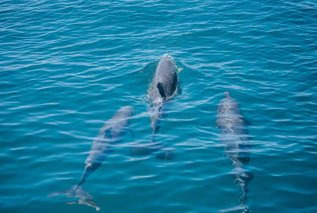 Manuel Antonio: Catamaran Cruise with Meal - Dominican Republic