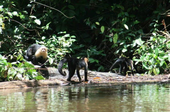 Tortuguero: Wycieczka kajakowa po Parku Narodowym Tortuguero - Photo 5 (Gallery view)