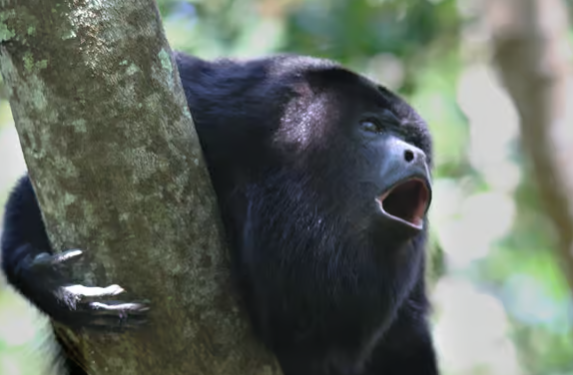 Cahuita National Park: Guided Nature & Wildlife Hike - Photo 5 (Gallery view)