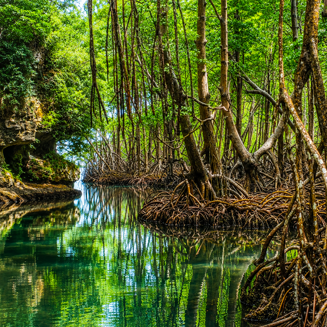 Los Haitises National Park: Private Boat Tour from Caño - Photo 4 (Gallery view)