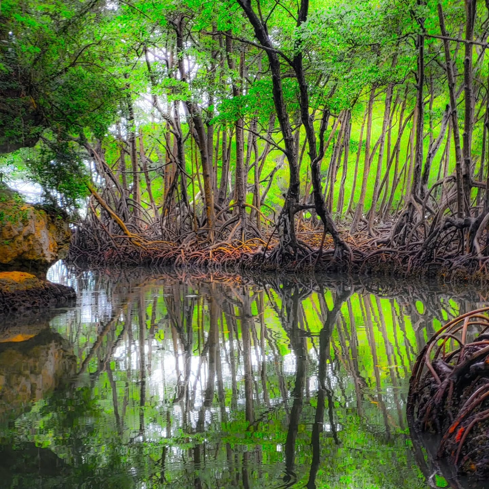 Los Haitises Caves, Mangroves & Cayo Levantado Island Tour - Dominican Republic