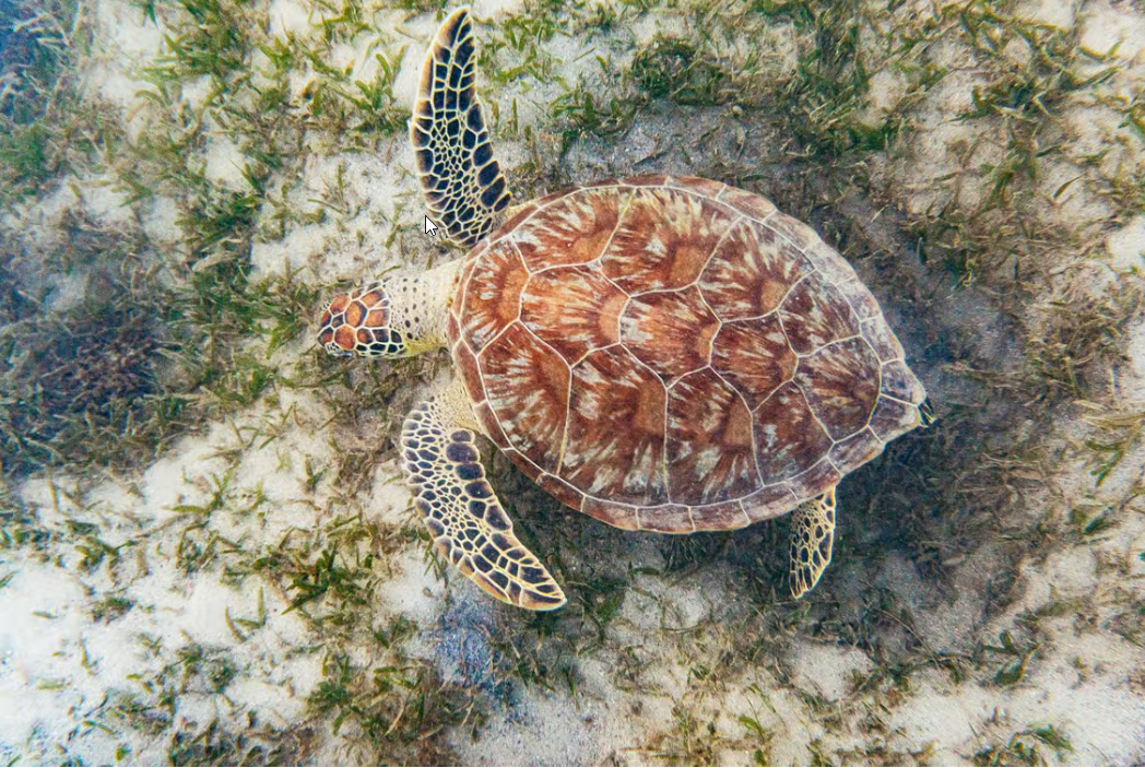 San Juan: Beginner Snorkeling Tour with Turtles and Videos - Dominican Republic