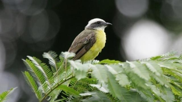 image-3