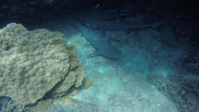 image-0