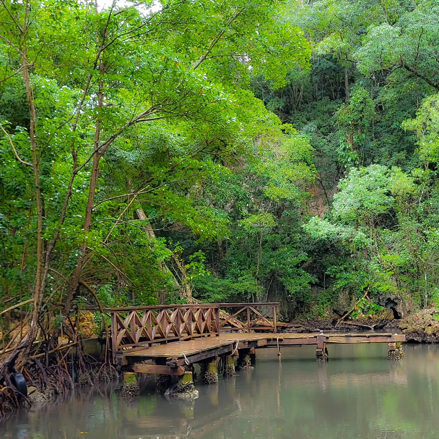 Los Haitises National Park: Boat and Walking Tour with Lunch - Photo 5 (Gallery view)