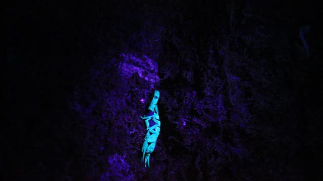 image-0