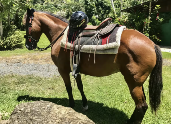 Carabalí Rainforest Park: Rainforest Horseback Riding Tour - Photo 2 (Gallery view)
