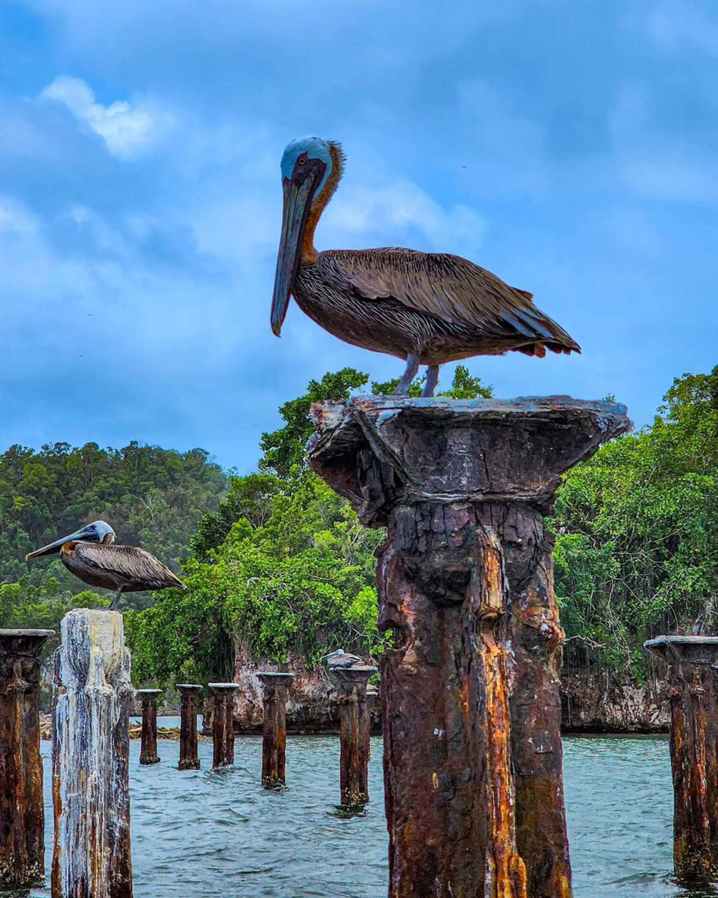 Samana: Los Haitises Nemzeti Park és Cayo Levantado túra - Photo 5 (Gallery view)