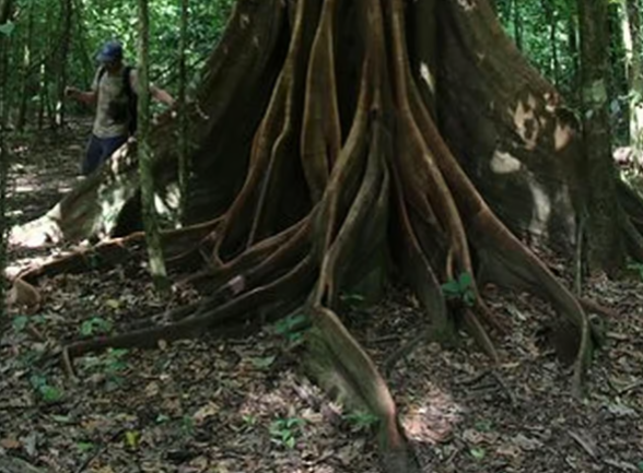 Drake Bay: Corcovado National Park Sirena Station and Lunch - Photo 4 (Gallery view)