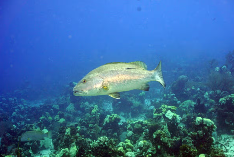 image-0
