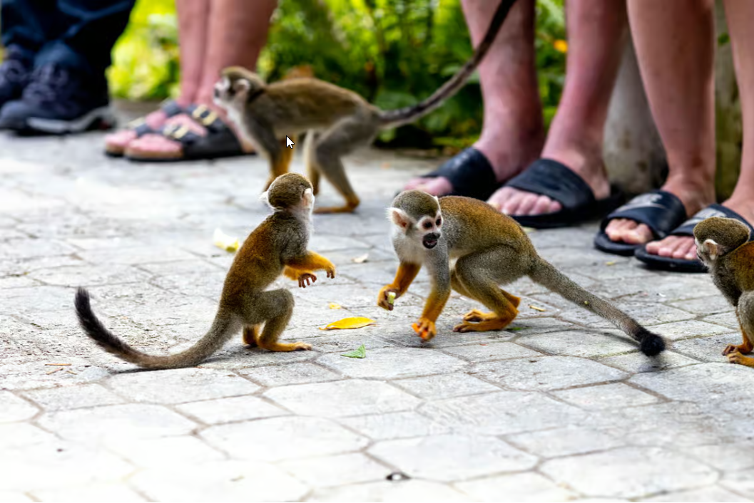 Пунта-Кана: південне сафарі та плантація Monkeyland - Photo 5 (Gallery view)