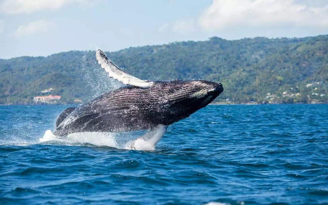 Whale Watching in Samaná: Best Tours & Season Guide 2027 - Saona Island Tours & Excursions Guide