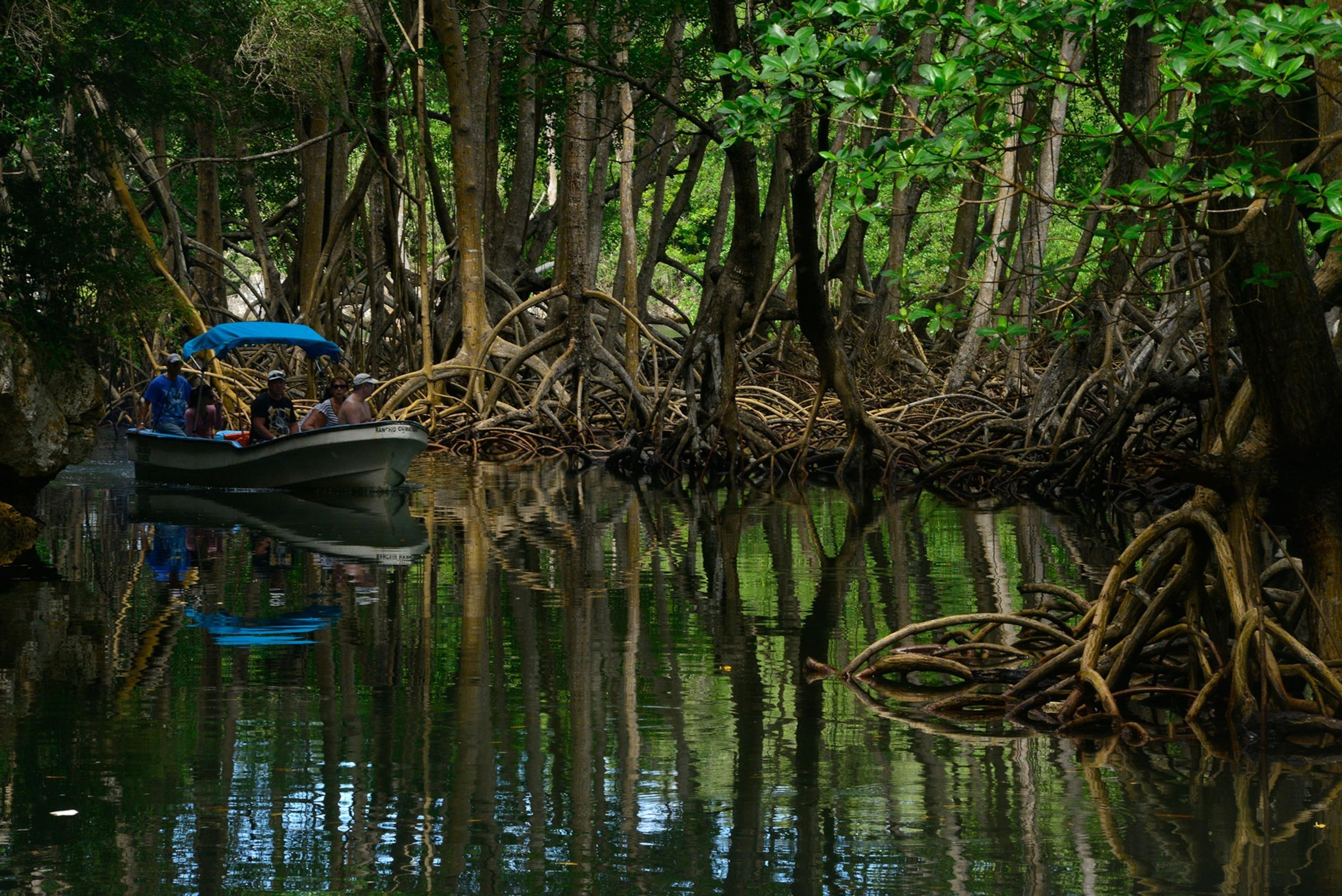 Los Haitises from Punta Cana: Is It Worth It in 2026? - Whale Sabana de la Mar Guide