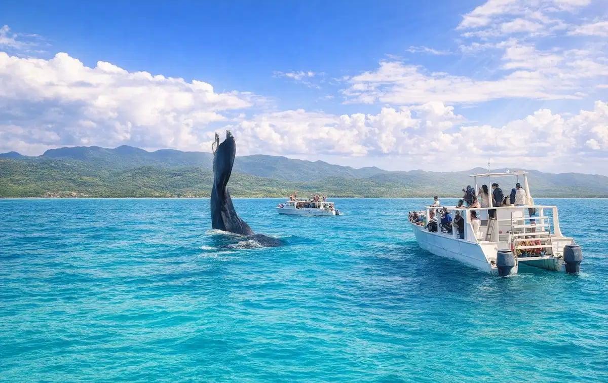 Whale Watching Punta Cana | Samaná Bay Tours & Prices