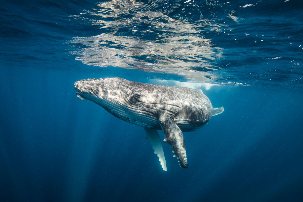 À quelle profondeur plongent les baleines à bosse ? Guide de Samana
