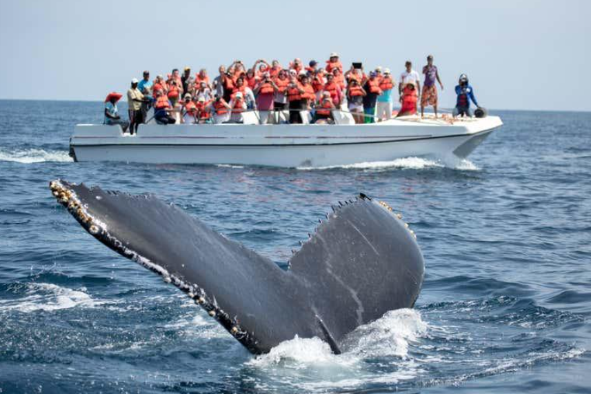 When Is Whale-Watching Season in Samaná? (2027) - Saona Island Tours & Excursions Guide