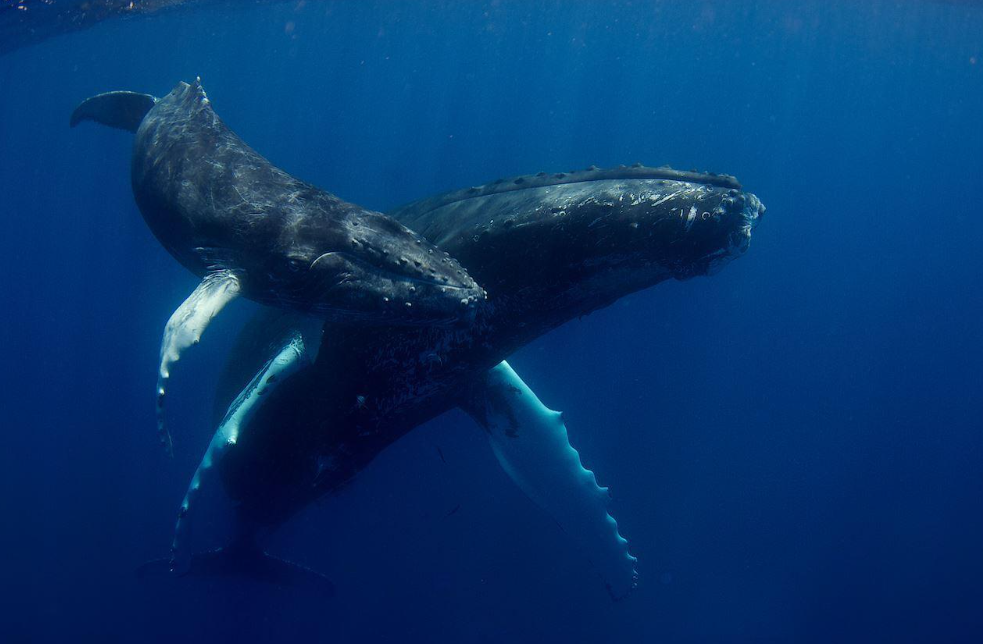 How Do Humpback Whales Recognize Each Other? 5 Clues - Saona Island Tours & Excursions Guide