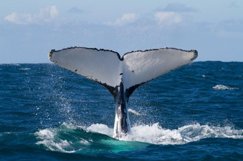 When Is Whale-Watching Season in Samaná? (2027) - Saona Island Tours & Excursions Guide