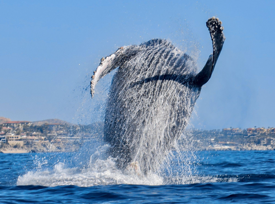 Jak humbaki poruszają się nocą? Wyjaśnione - Saona Island Tours & Excursions Guide