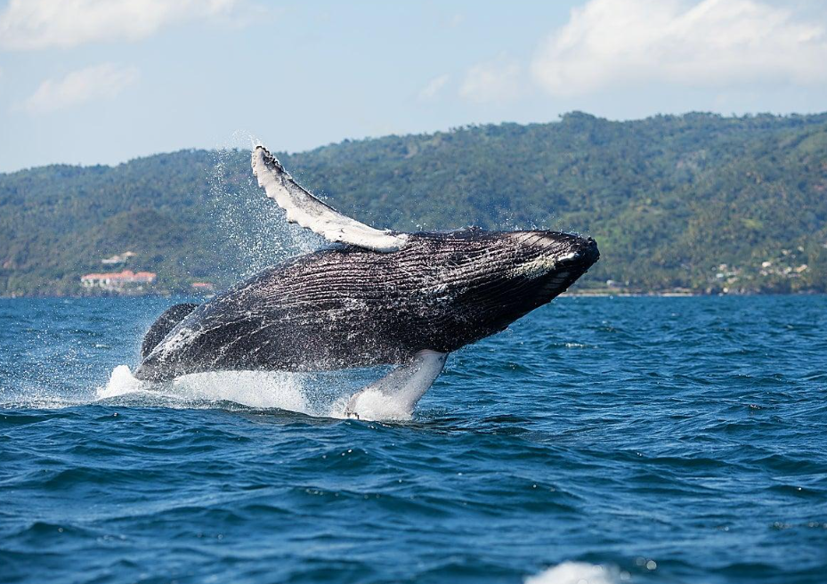 Best Time of Day for Whale Watching in Samaná (2027) - Saona Island Tours & Excursions Guide