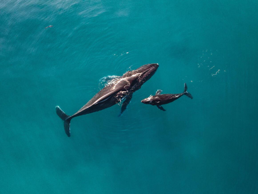 How to Avoid Whale-Watching Scams in Samaná: A Visitor's Guide - Saona Island Tours & Excursions Guide