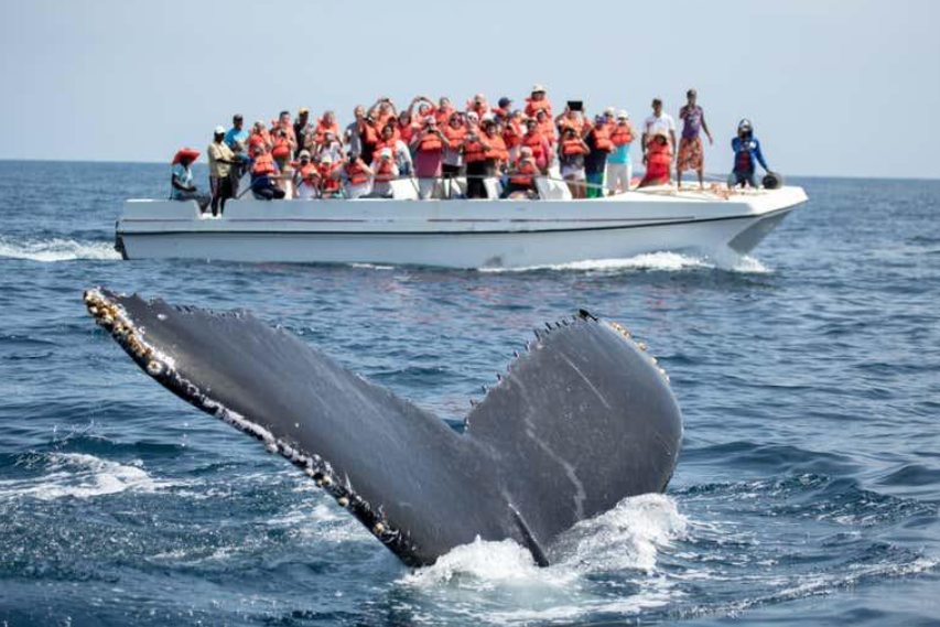 Samaná Whale Watching 2027: Tips for Your Trip - Saona Island Tours & Excursions Guide