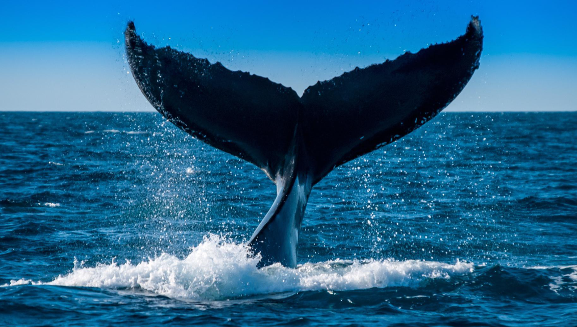 January Whale Watching in Samaná: What Visitors Can Expect - Saona Island Tours & Excursions Guide