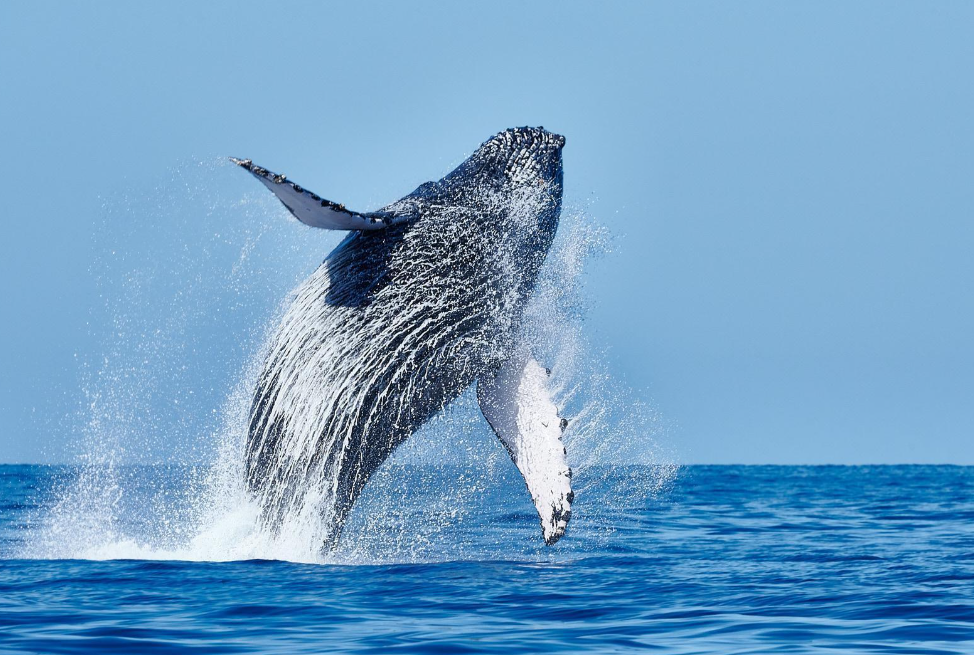 March Whale Watching in Samaná: Late-Season Travel Advice - Saona Island Tours & Excursions Guide