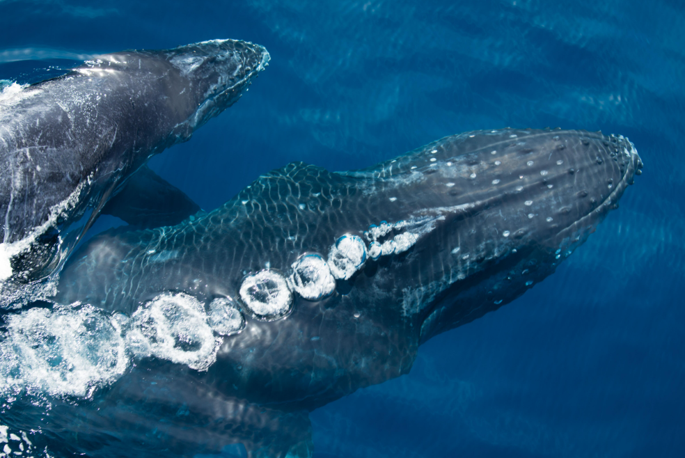 Early-Season Whale Watching in the Dominican Republic - Saona Island Tours & Excursions Guide