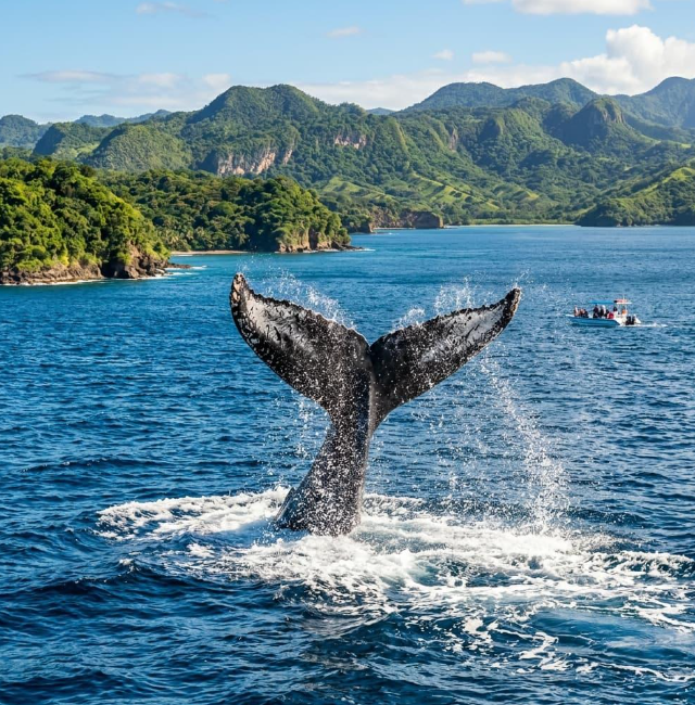 Late-Season Whale Sightings Around the Samaná Peninsula - Saona Island Tours & Excursions Guide