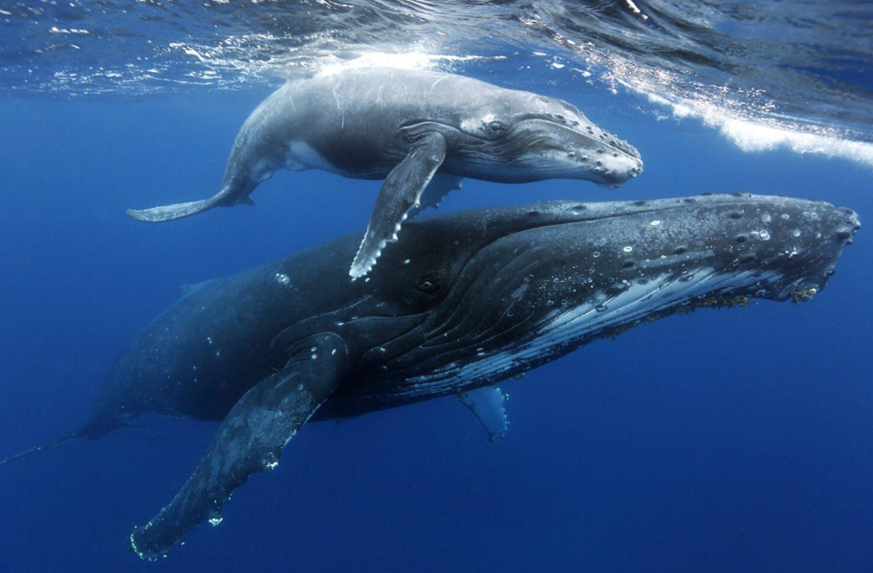 ¿Qué tamaño tienen las ballenas jorobadas? Guía de tallas y pesos - Dominikánská Republika Dovolená Guide