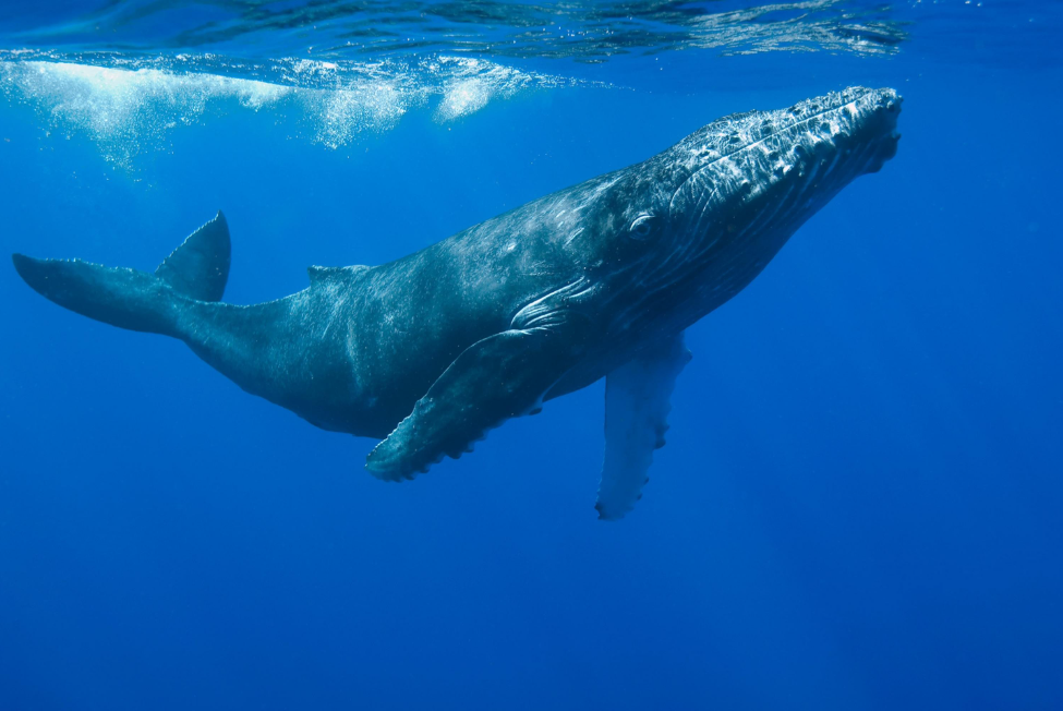 How Fast Can Humpback Whales Swim? Speed Guide - Saona Island Tours & Excursions Guide