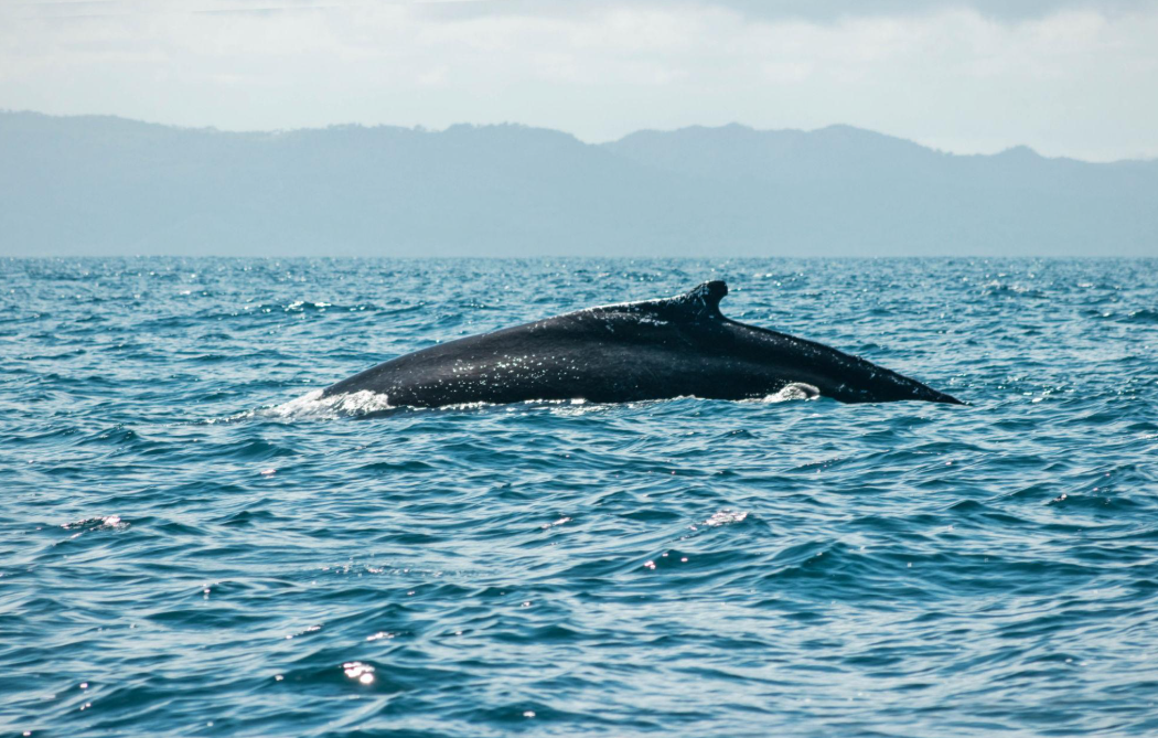 How Do Humpback Whales Protect Themselves? - Saona Island Tours & Excursions Guide