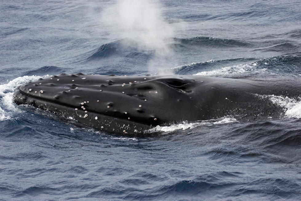 Comment les baleines à bosse se maintiennent-elles au chaud dans l’eau froide ?