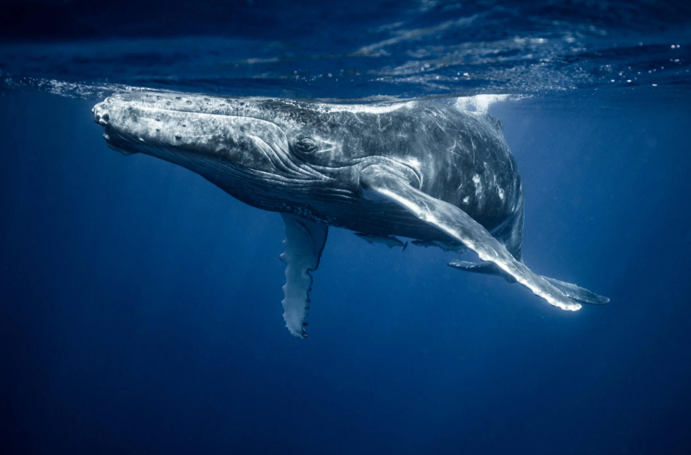 Choosing a Samaná Whale-Watching Boat Tour: 2027 Guide - Saona Island Tours & Excursions Guide