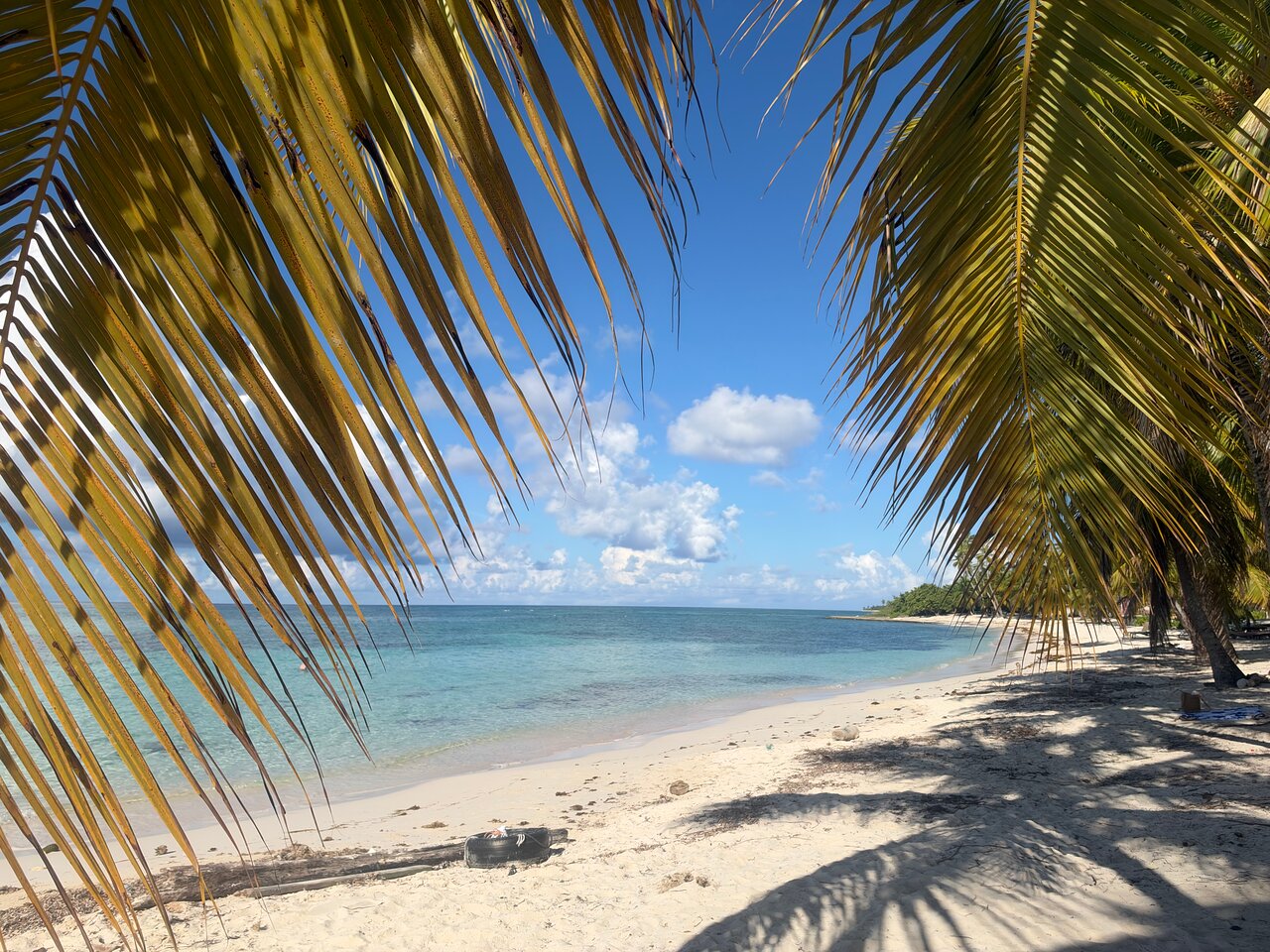 Saona Island Educational Trips: A Field Trip Guide for Students
