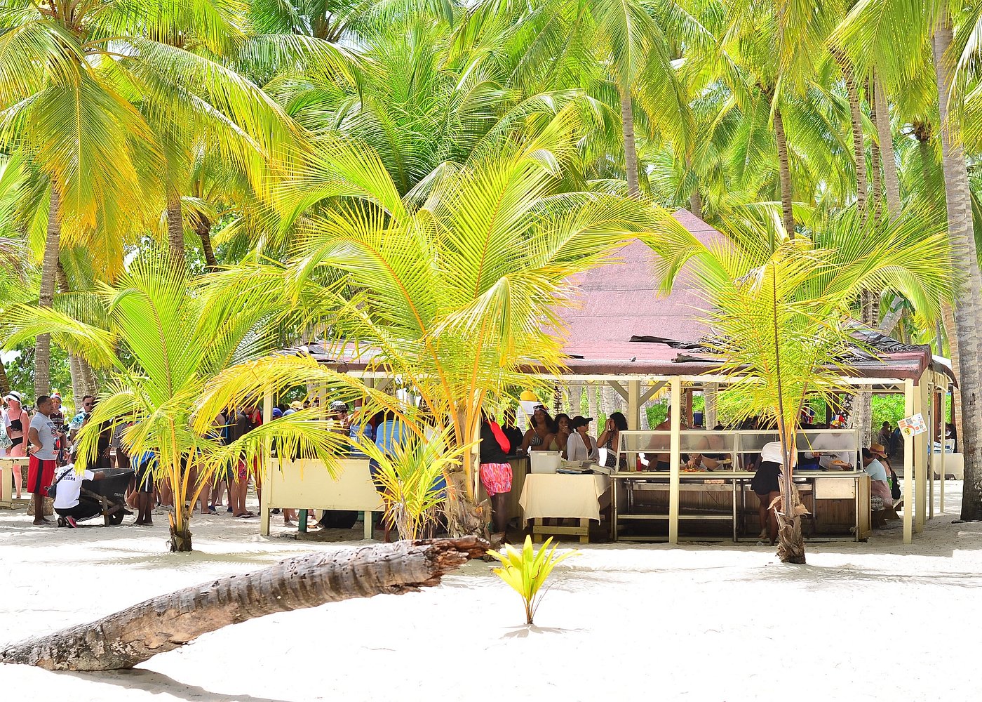 Sargassum on Saona Island: Seaweed Season & Beach Tips