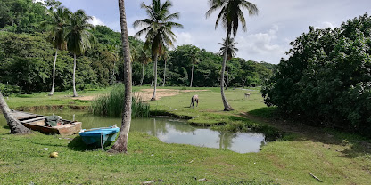 Playa Limon Samana landscape